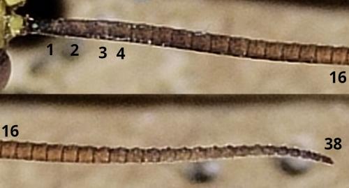 Ichneumon (crassifemur-stramentor)